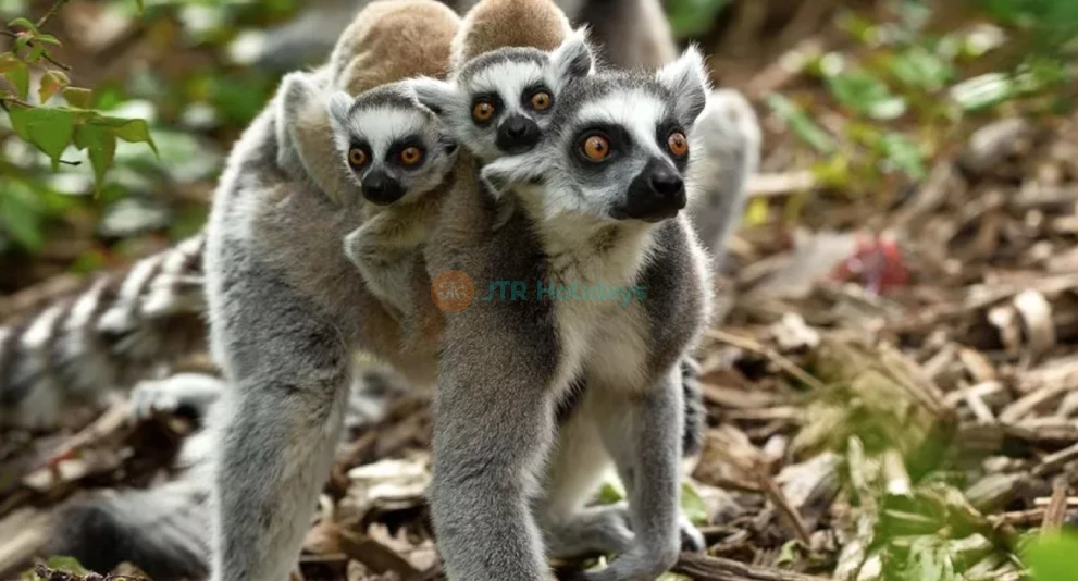 Explore Parc Zoologique de Paris - Discover Wildlife & Natural Habitats - JTR Holidays - Image 1 of 5