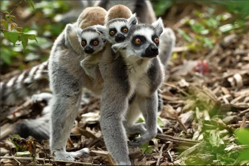 Paris Zoological Park - Image 1 of 5