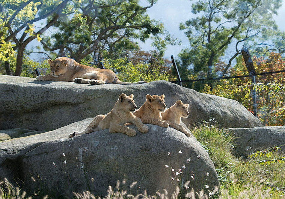 Parc Zoologique de Paris - Visitez le Parc Zoologique de Paris, un zoo fascinant où vous pouvez explorer une variété d'animaux dans des habitats naturels. Au Parc Zoologique de Paris, vivez la faune comme jamais auparavant dans des environnements magnifiquement conçus. Le Parc Zoologique de Paris offre une expérience amusante et éducative pour les visiteurs de tous âges. Découvrez les espèces et les écosystèmes étonnants du Parc Zoologique de Paris tout en profitant d'une journée d'aventure. Parc Zoologique de Paris - Image 4 sur 5