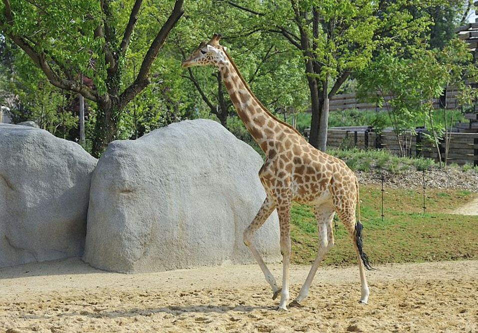 Paris Zoological Park - Image 6 of 6