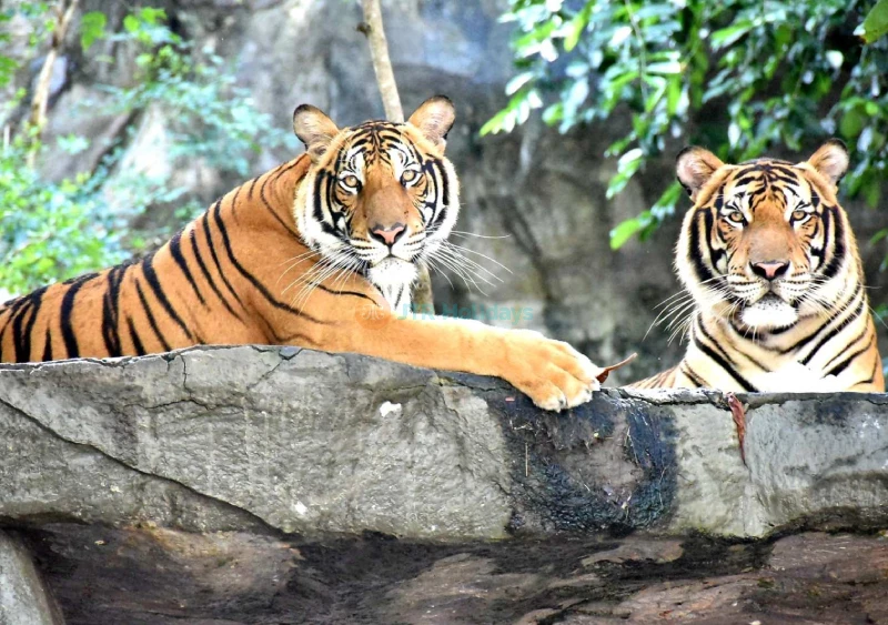 Khao Kheow Open Zoo