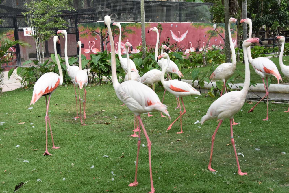 Khao Kheow Open Zoo - Image 1 of 7