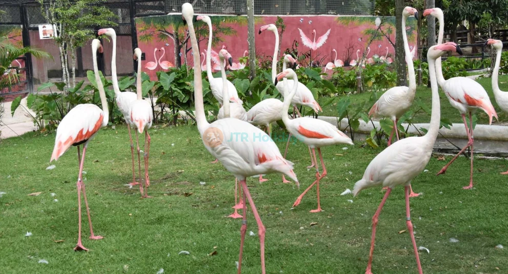 Khao Kheow Open Zoo – Explore Wildlife and Fun Animal Experiences in Pattaya - JTR Holidays - Image 1 of 5