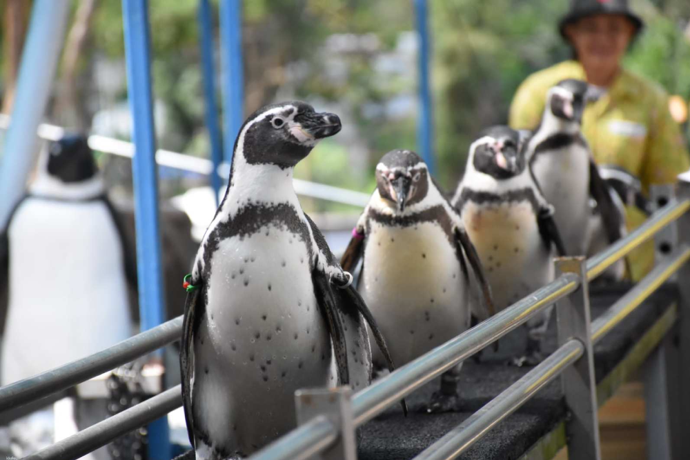 Khao Kheow Open Zoo - Image 3 of 5