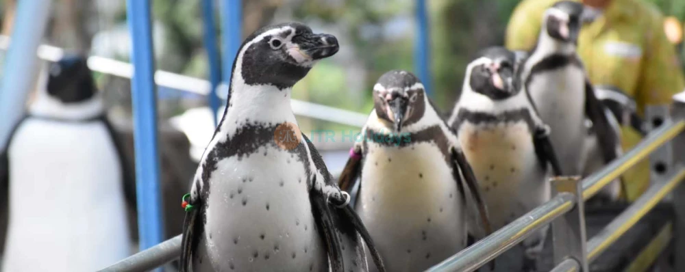 Khao Kheow Open Zoo - Image 3 of 5