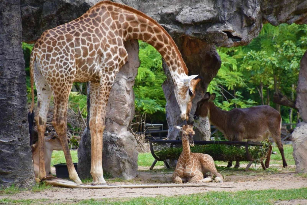 Khao Kheow Open Zoo - Image 4 of 7