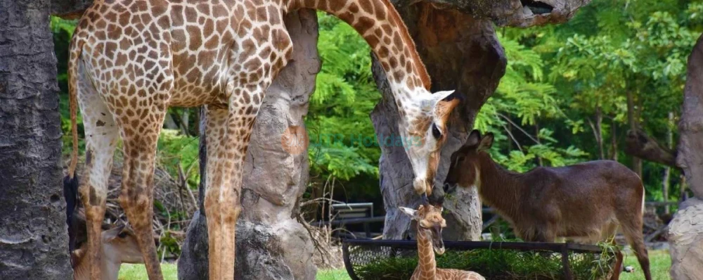 Khao Kheow Open Zoo - Image 4 of 7