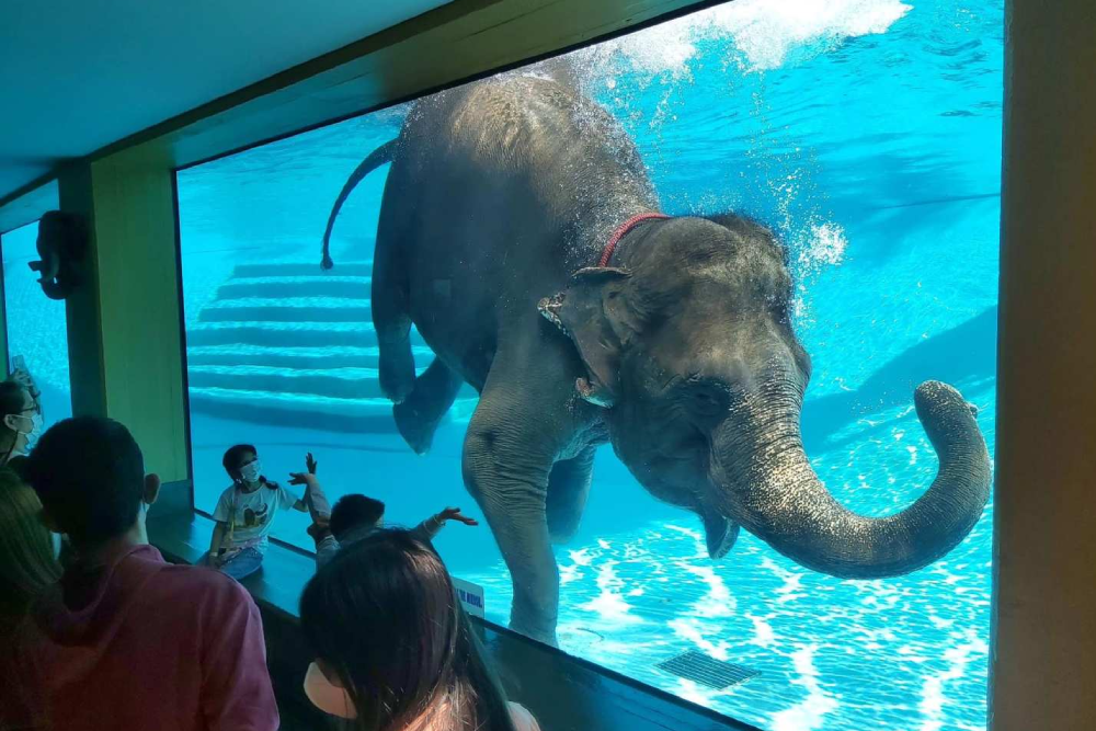 Khao Kheow Open Zoo - Image 2 of 5