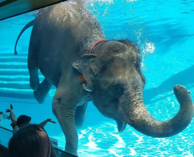 Khao Kheow Open Zoo - Image 2 of 5