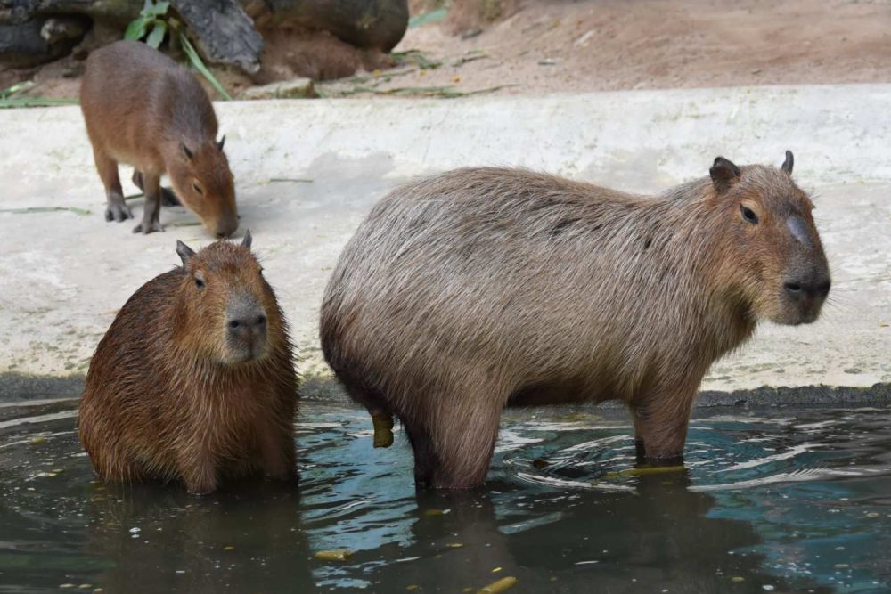 Khao Kheow Open Zoo - Image 6 of 7