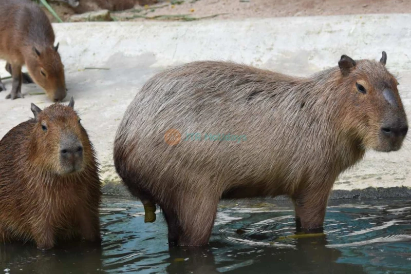 Khao Kheow Open Zoo – Explore Wildlife and Fun Animal Experiences in Pattaya - JTR Holidays - Image 6 of 7