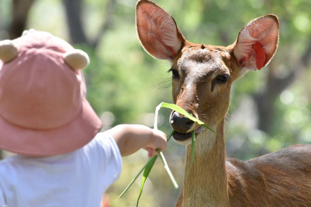 Khao Kheow Open Zoo - Image 7 of 7