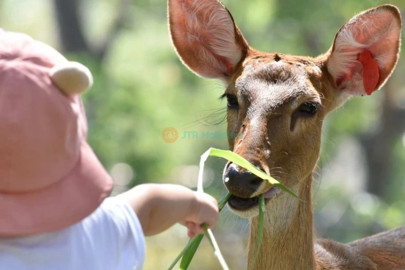 Khao Kheow Open Zoo – Explore Wildlife and Fun Animal Experiences in Pattaya - JTR Holidays - Image 7 of 7