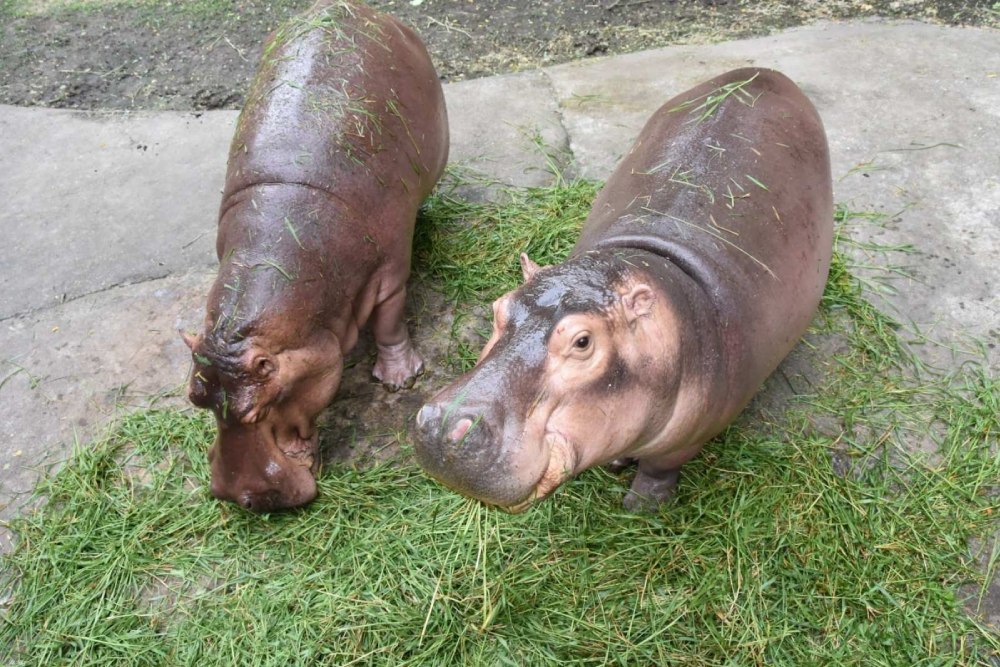 Khao Kheow Open Zoo - Image 5 of 5