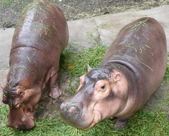 Khao Kheow Open Zoo - Image 5 of 7