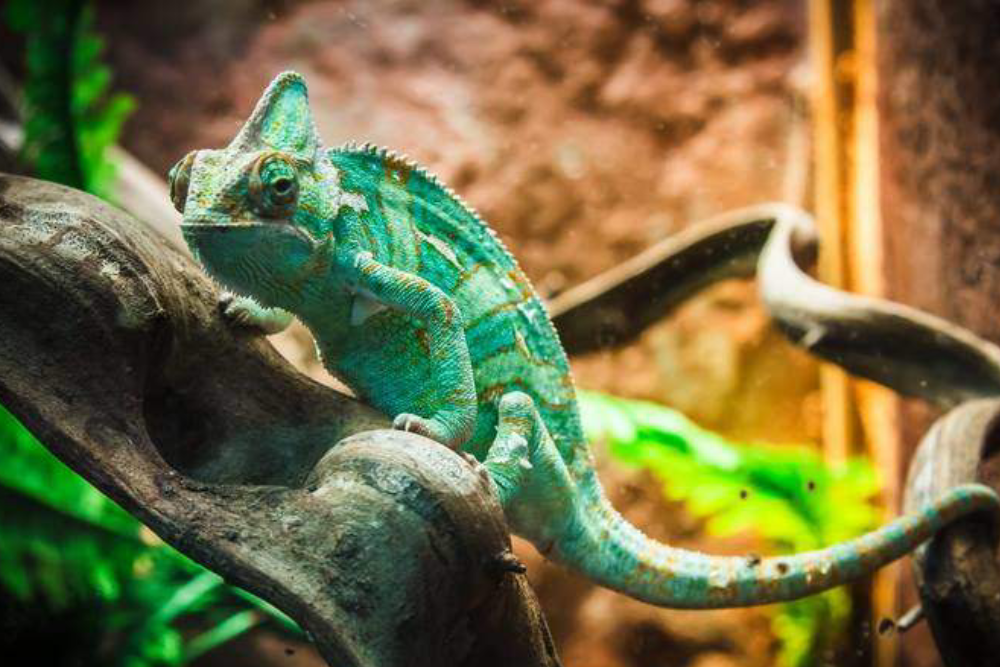 Monster Aquarium Pattaya - Visit Monster Aquarium Pattaya for an unforgettable experience with aquatic and exotic animals. Monster Aquarium Pattaya features large tanks, a 10-meter underwater tunnel, and 16 unique animal zones. At Monster Aquarium Pattaya, you can enjoy interactive activities, getting up close with the animals. Explore the reptile house and see fascinating creatures in their natural habitats. Monster Aquarium Pattaya is the perfect destination for families and animal lovers to learn, explore, and have fun. Monster Aquarium Pattaya - Image 1 of 5