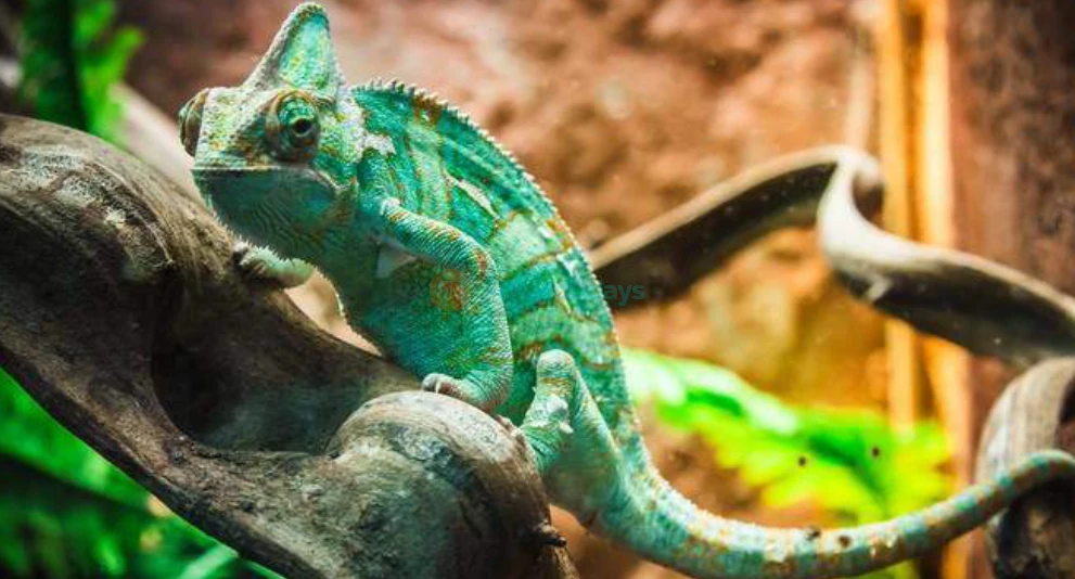 Acuario Monster Pattaya - Image 1 of 7