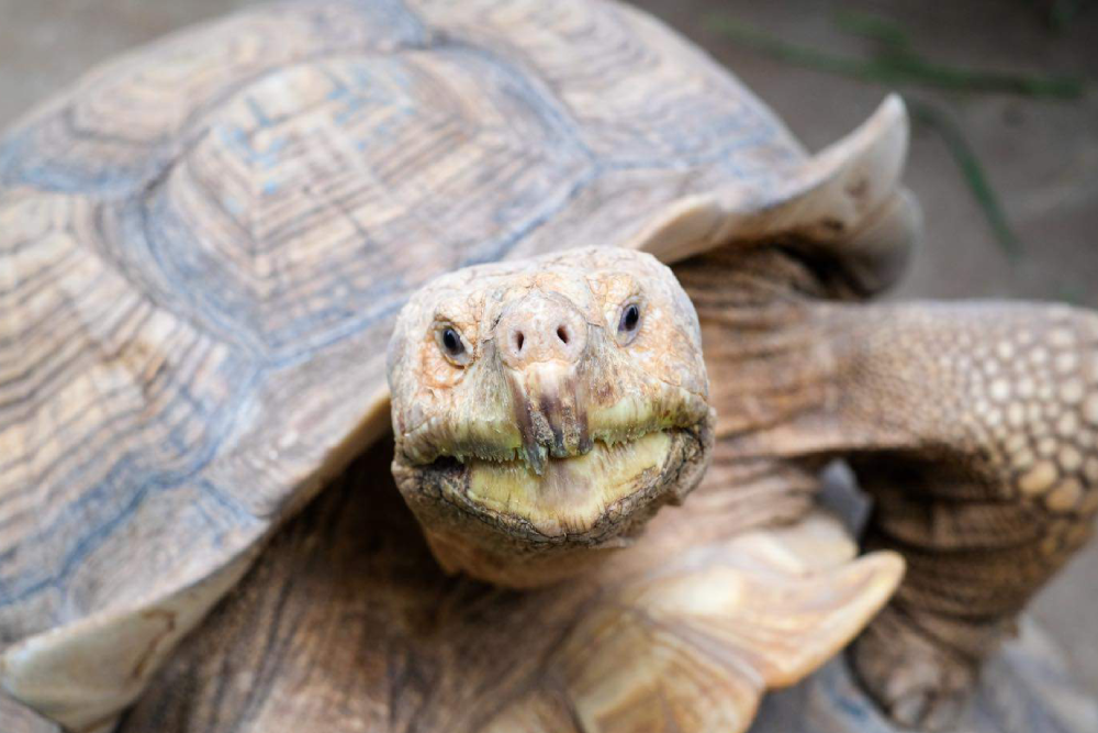 Monster Aquarium Pattaya - Image 3 of 5
