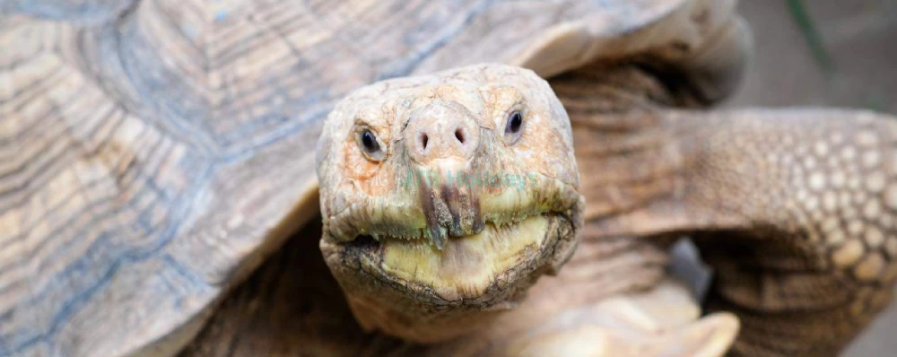 Monster Aquarium Pattaya - Image 3 of 5