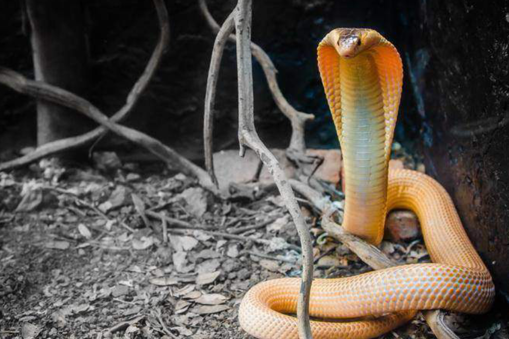 Monster Aquarium Pattaya - Image 6 of 7