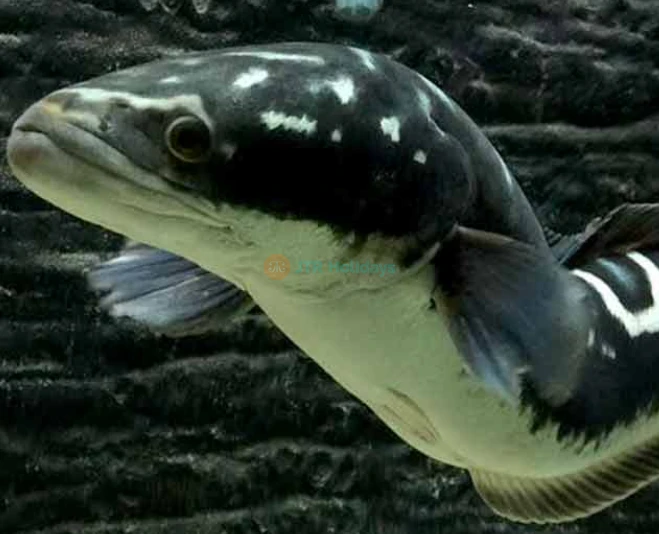 Monster Aquarium Pattaya - Image 5 of 5