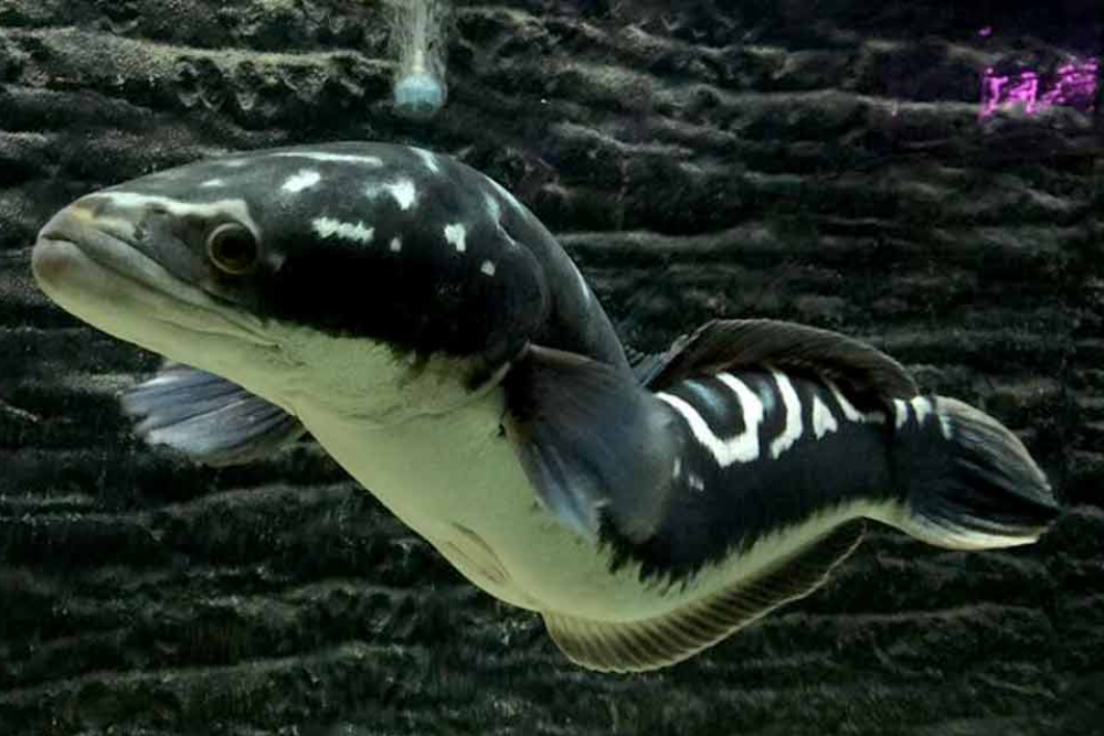 Monster Aquarium Pattaya - Image 5 of 7