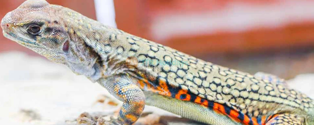 Acuario Monster Pattaya - Imagen 4 de 5