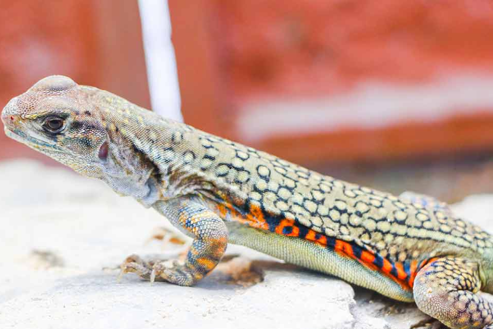 Monster Aquarium Pattaya - Image 4 of 7