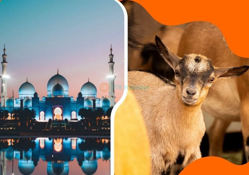 Abu Dhabi Tour with Emirates Park Zoo from Dubai