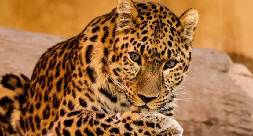Emirates Park Zoo - Image 1 of 7