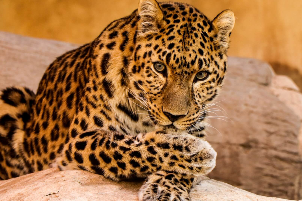 Parc zoologique Emirates Park - Visitez le Parc zoologique Emirates Park et explorez un monde animal avec plus de 1 700 animaux de 250 espèces. Le Parc zoologique Emirates Park vous permet d'approcher des tigres du Bengale, des guépards, des panthères de l'Amour et plus encore. Profitez d'activités interactives au Parc zoologique Emirates Park, comme les séances de nourrissage et les spectacles animaliers. Parcourez la Promenade de la faune et le Parc aux oiseaux du Parc zoologique Emirates Park pour voir des animaux exotiques et des oiseaux colorés. Le Parc zoologique Emirates Park est un endroit parfait pour des sorties familiales, l'éducation et des rencontres animalières inoubliables. Parc zoologique Emirates Park - Image 1 sur 5