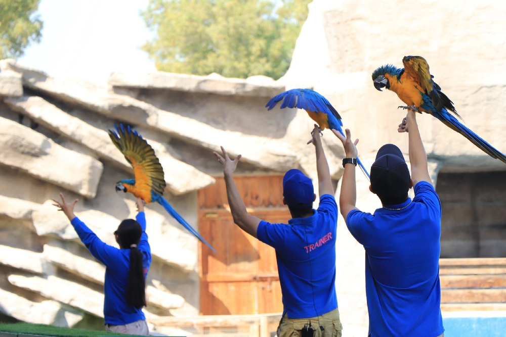 エミレーツ・パーク動物園 - エミレーツ・パーク動物園を訪れて、250種以上、1,700頭以上の動物が暮らす野生動物の世界を探検しましょう。ベンガルトラ、チーター、アムールヒョウなどに間近で会えます。餌やりや動物ショーなどの体験型アクティビティを楽しめます。ワイルドライフウォークやバードパークを歩いて、エキゾチックな動物や色とりどりの鳥たちを観察しましょう。エミレーツ・パーク動物園は、家族での楽しみ、教育、忘れられない動物との出会いに最適なスポットです。 エミレーツ・パーク動物園 - 画像 3 の 5