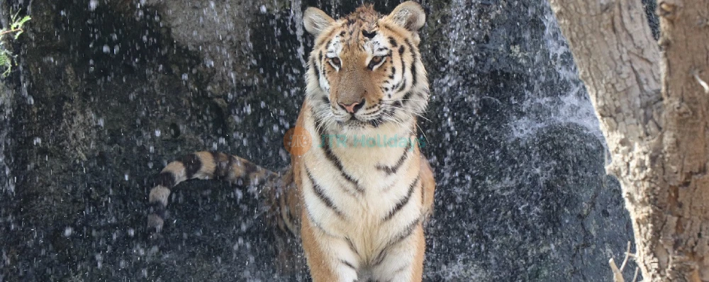 Emirates Park Zoo – Discover Wildlife, Rare Animals & Fun Activities in Abu Dhabi - JTR Holidays - Image 4 of 5