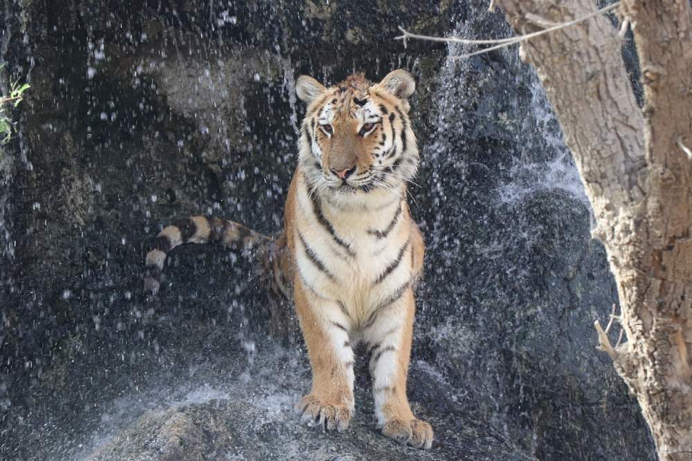 エミレーツ・パーク動物園 - エミレーツ・パーク動物園を訪れて、250種以上、1,700頭以上の動物が暮らす野生動物の世界を探検しましょう。ベンガルトラ、チーター、アムールヒョウなどに間近で会えます。餌やりや動物ショーなどの体験型アクティビティを楽しめます。ワイルドライフウォークやバードパークを歩いて、エキゾチックな動物や色とりどりの鳥たちを観察しましょう。エミレーツ・パーク動物園は、家族での楽しみ、教育、忘れられない動物との出会いに最適なスポットです。 エミレーツ・パーク動物園 - 画像 4 の 5