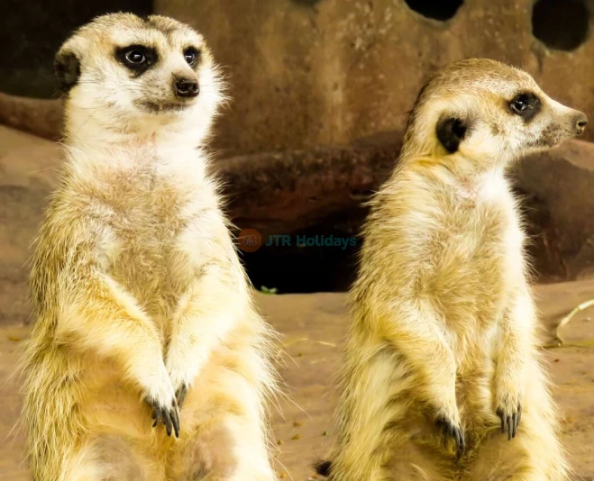 Emirates Park Zoo – Discover Wildlife, Rare Animals & Fun Activities in Abu Dhabi - JTR Holidays - Image 2 of 5