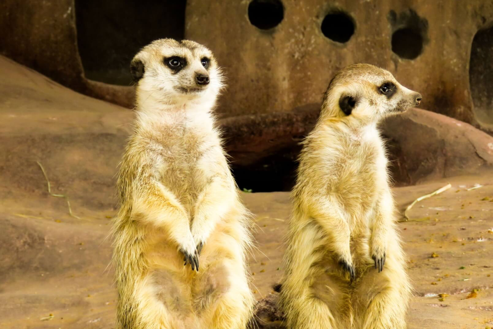 Parc zoologique Emirates Park - Visitez le Parc zoologique Emirates Park et explorez un monde animal avec plus de 1 700 animaux de 250 espèces. Le Parc zoologique Emirates Park vous permet d'approcher des tigres du Bengale, des guépards, des panthères de l'Amour et plus encore. Profitez d'activités interactives au Parc zoologique Emirates Park, comme les séances de nourrissage et les spectacles animaliers. Parcourez la Promenade de la faune et le Parc aux oiseaux du Parc zoologique Emirates Park pour voir des animaux exotiques et des oiseaux colorés. Le Parc zoologique Emirates Park est un endroit parfait pour des sorties familiales, l'éducation et des rencontres animalières inoubliables. Parc zoologique Emirates Park - Image 2 sur 5