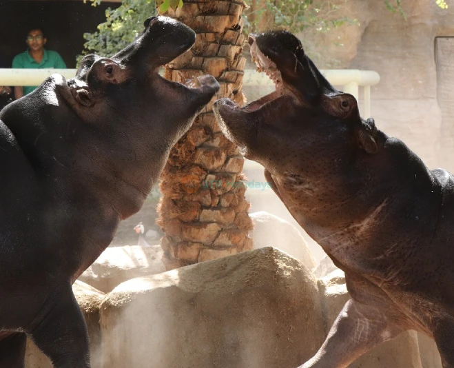 Emirates Park Zoo – Discover Wildlife, Rare Animals & Fun Activities in Abu Dhabi - JTR Holidays - Image 5 of 5