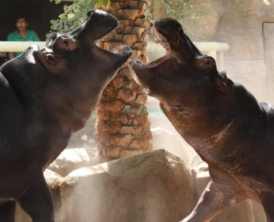 Emirates Park Zoo - Image 5 of 5