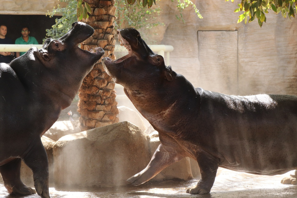 エミレーツ・パーク動物園 - エミレーツ・パーク動物園を訪れて、250種以上、1,700頭以上の動物が暮らす野生動物の世界を探検しましょう。ベンガルトラ、チーター、アムールヒョウなどに間近で会えます。餌やりや動物ショーなどの体験型アクティビティを楽しめます。ワイルドライフウォークやバードパークを歩いて、エキゾチックな動物や色とりどりの鳥たちを観察しましょう。エミレーツ・パーク動物園は、家族での楽しみ、教育、忘れられない動物との出会いに最適なスポットです。 エミレーツ・パーク動物園 - 画像 5 の 5