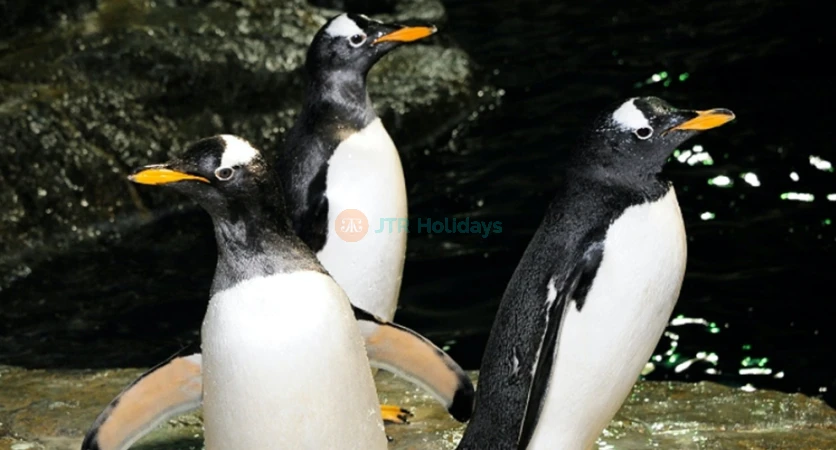 Central Park Zoo Tickets - Visit New York's Top Zoo Attraction - JTR Holidays