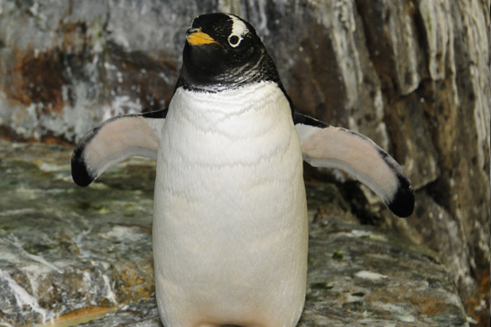 Entrada al Zoológico de Central Park Nueva York - Image 4 of 9