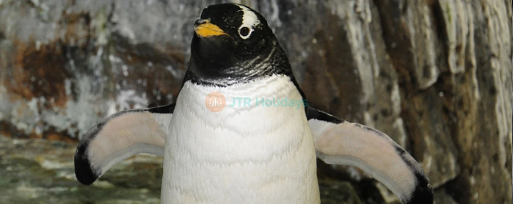 Central Park Zoo Ticket New York - Image 4 of 5