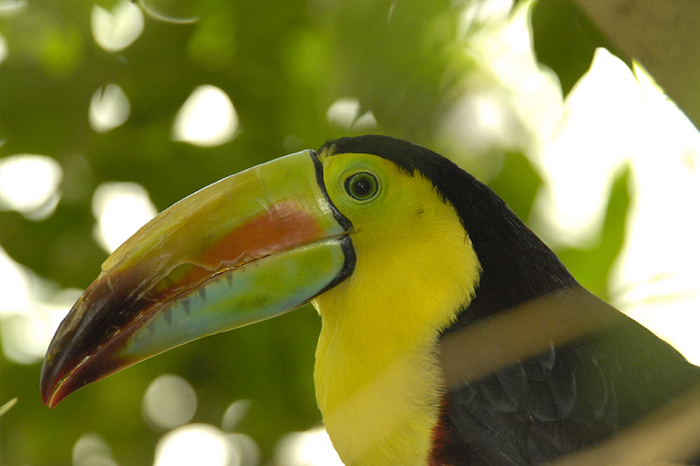 Entrada al Zoológico de Central Park Nueva York - Image 2 of 9
