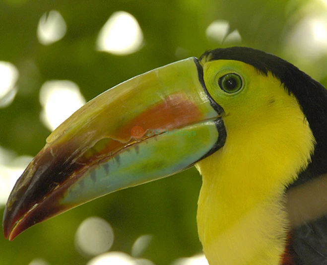 Central Park Zoo Ticket New York - Image 2 of 5