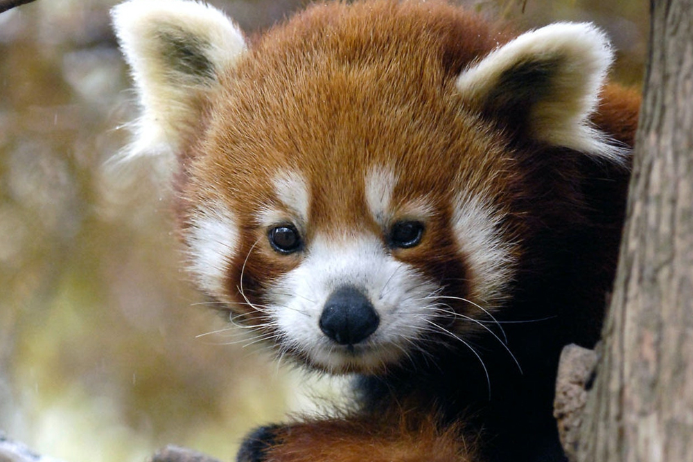 Entrada al Zoológico de Central Park Nueva York - Image 6 of 9