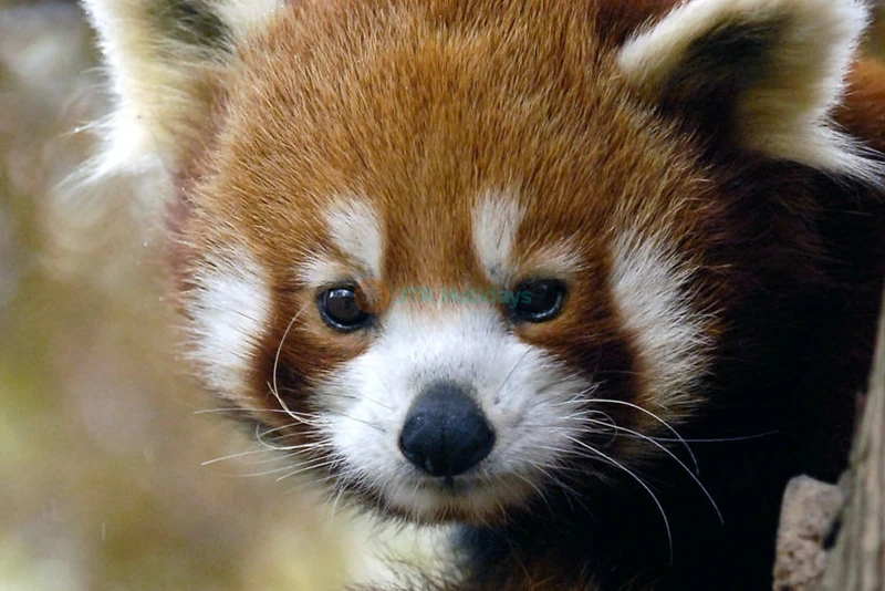 Central Park Zoo Ticket New York - Image 6 of 9