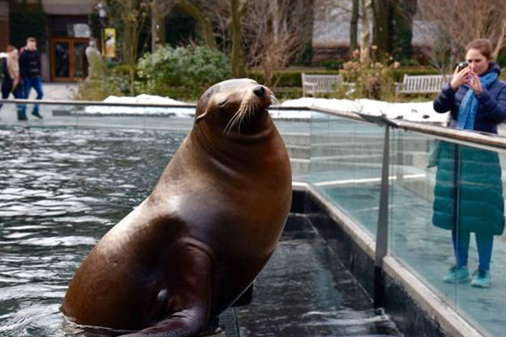 Entrada al Zoológico de Central Park Nueva York - Image 7 of 9