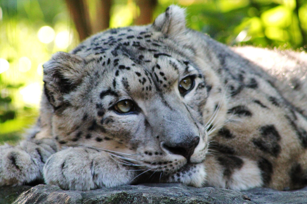 Entrada al Zoológico de Central Park Nueva York - Image 8 of 9