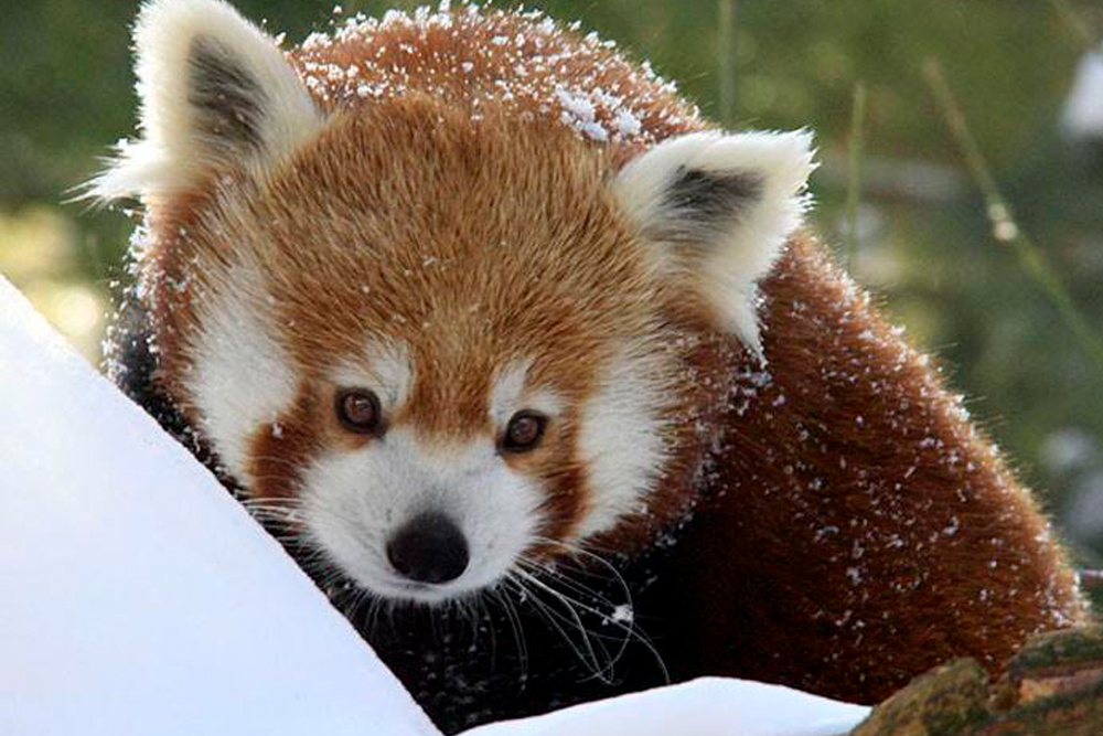 Entrada al Zoológico de Central Park Nueva York - Image 9 of 9