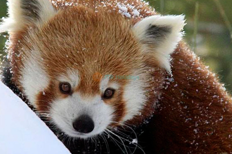 Central Park Zoo Ticket New York - Image 9 of 9